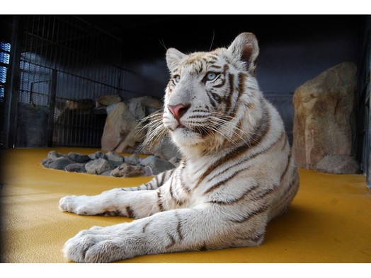 【秋吉台サファリランド◇入園チケット付プラン】笑顔はじける“体験型動物園”で一味違う動物たちを満喫